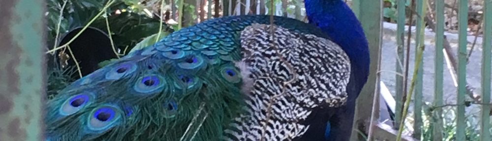 Peacocks in New Orleans - Mr. P