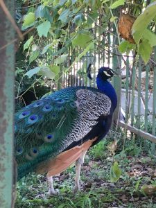 Peacocks in New Orleans - Mr. P
