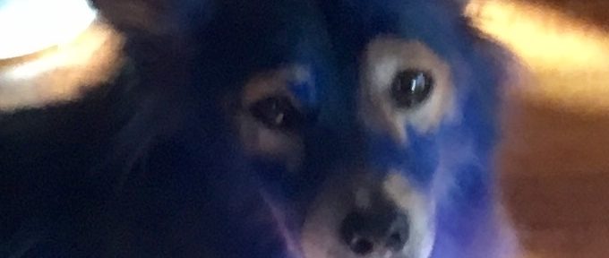 New Orleans Blue Dog?